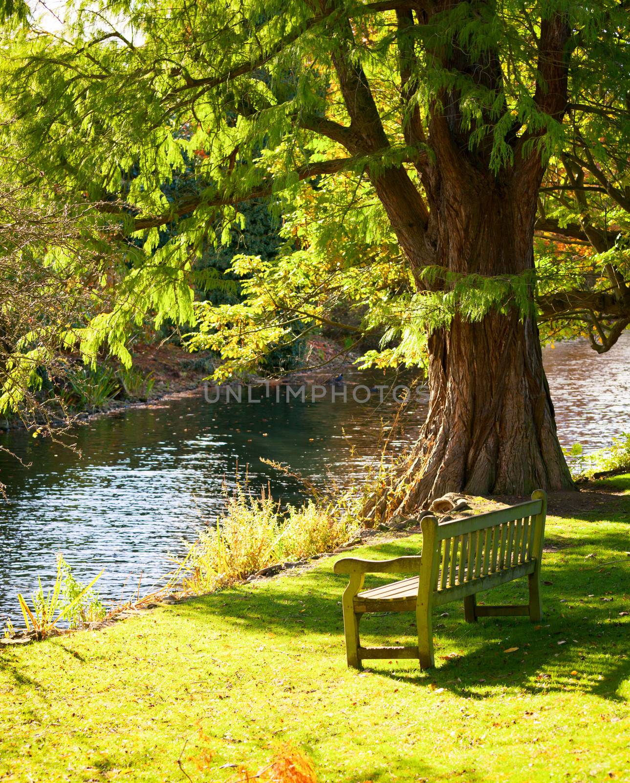 Bench under the tree in the Royal Botanic Gardens in London