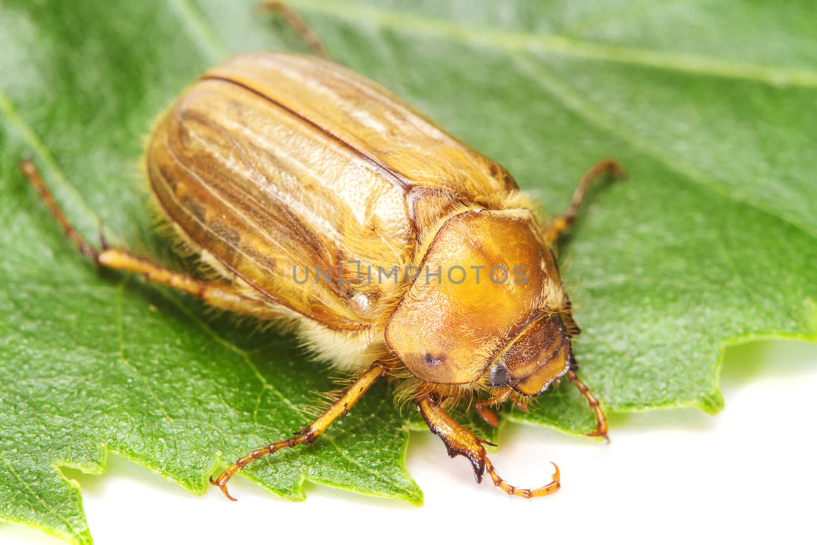 Brown june beetle on green leaf