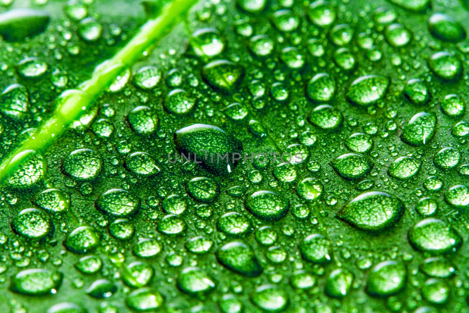 Green leaf and water drops as background