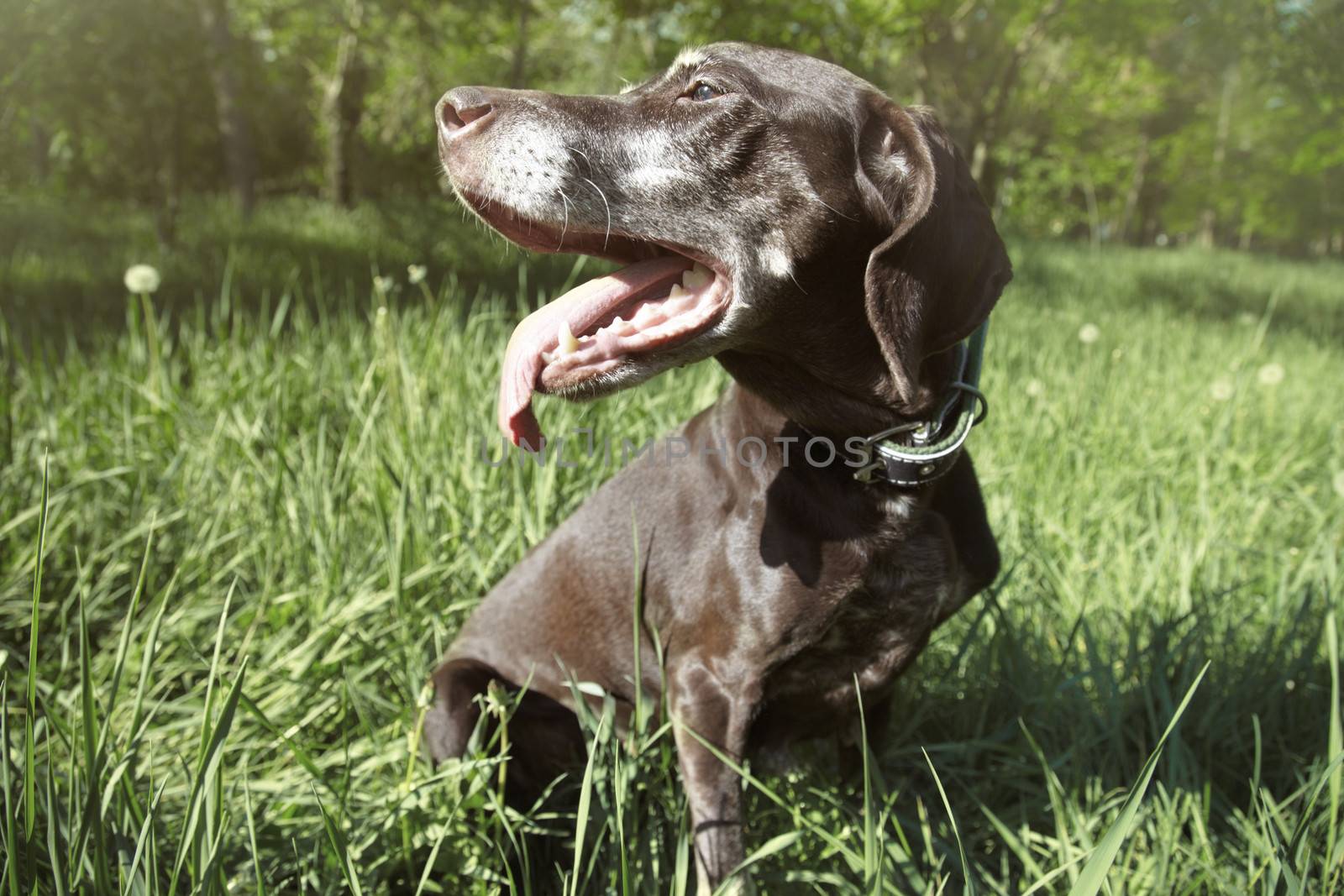 Dog outdoors in the spring forest putting out tongue. Horizontal photo with natural colors