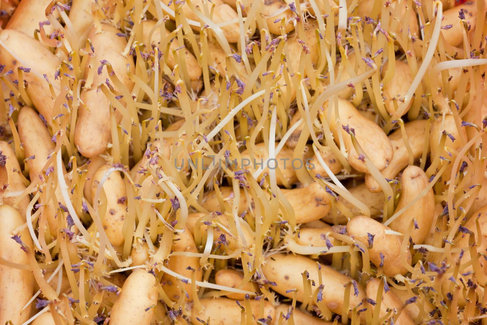 Russian Banana Fingerling seed potatoes sprouting and more than ready to be planted farming agriculture background texture pattern