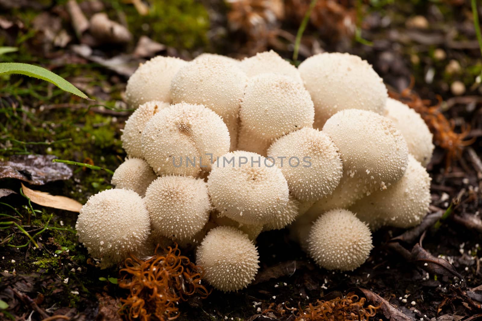 Common Puffball mushrooms Lycoperdon perlatum by PiLens