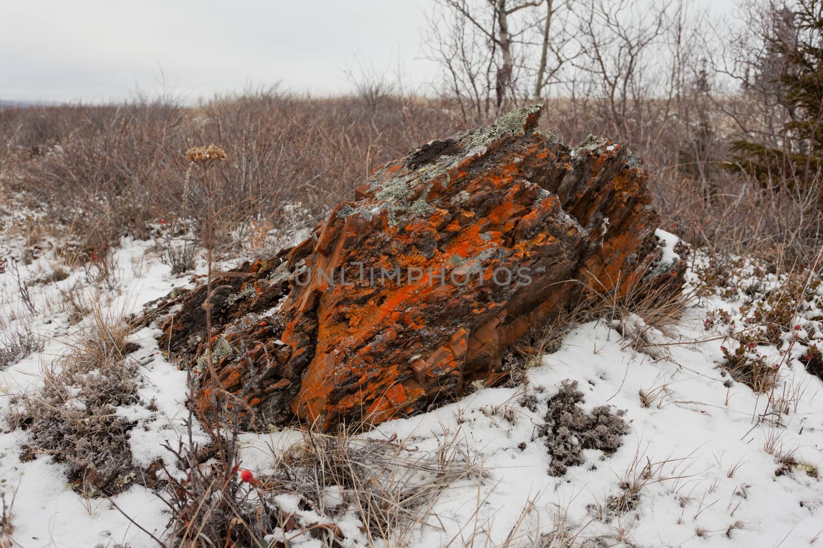 Bleak winter arctic steppe orange lichens rock by PiLens