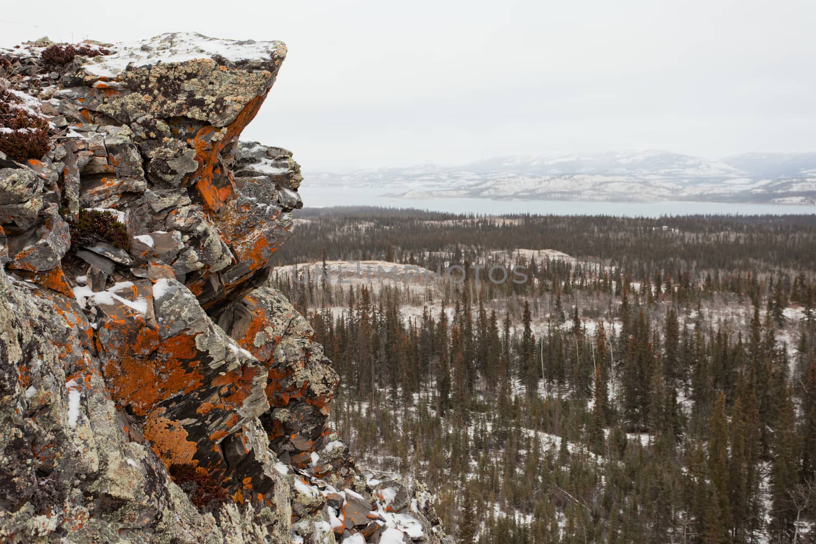 Orange lichens crusted rock over early winter boreal forest taiga wilderness landscape of Lake Laberge, Yukon Territory, Canada