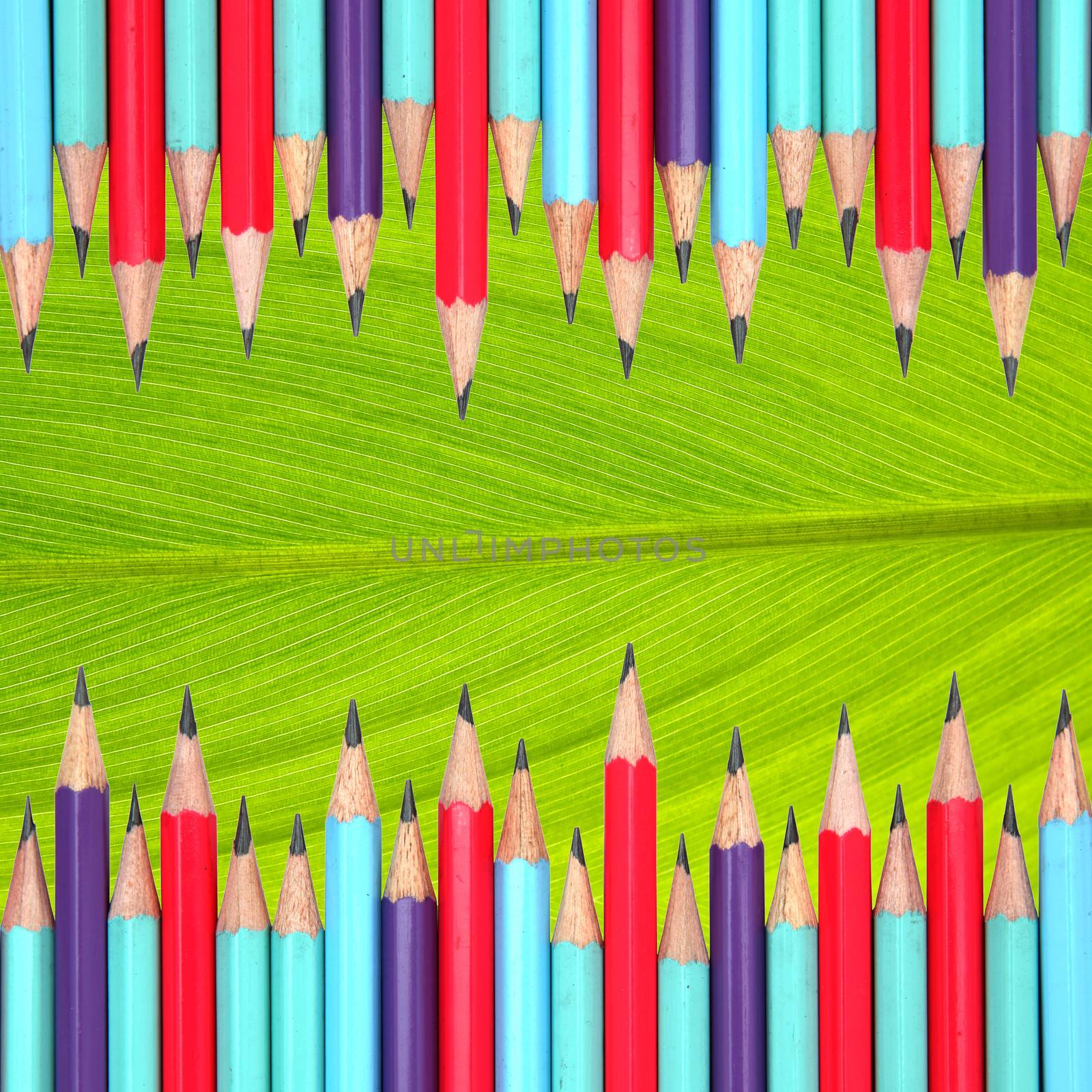 colorful pencils frame on leaf background