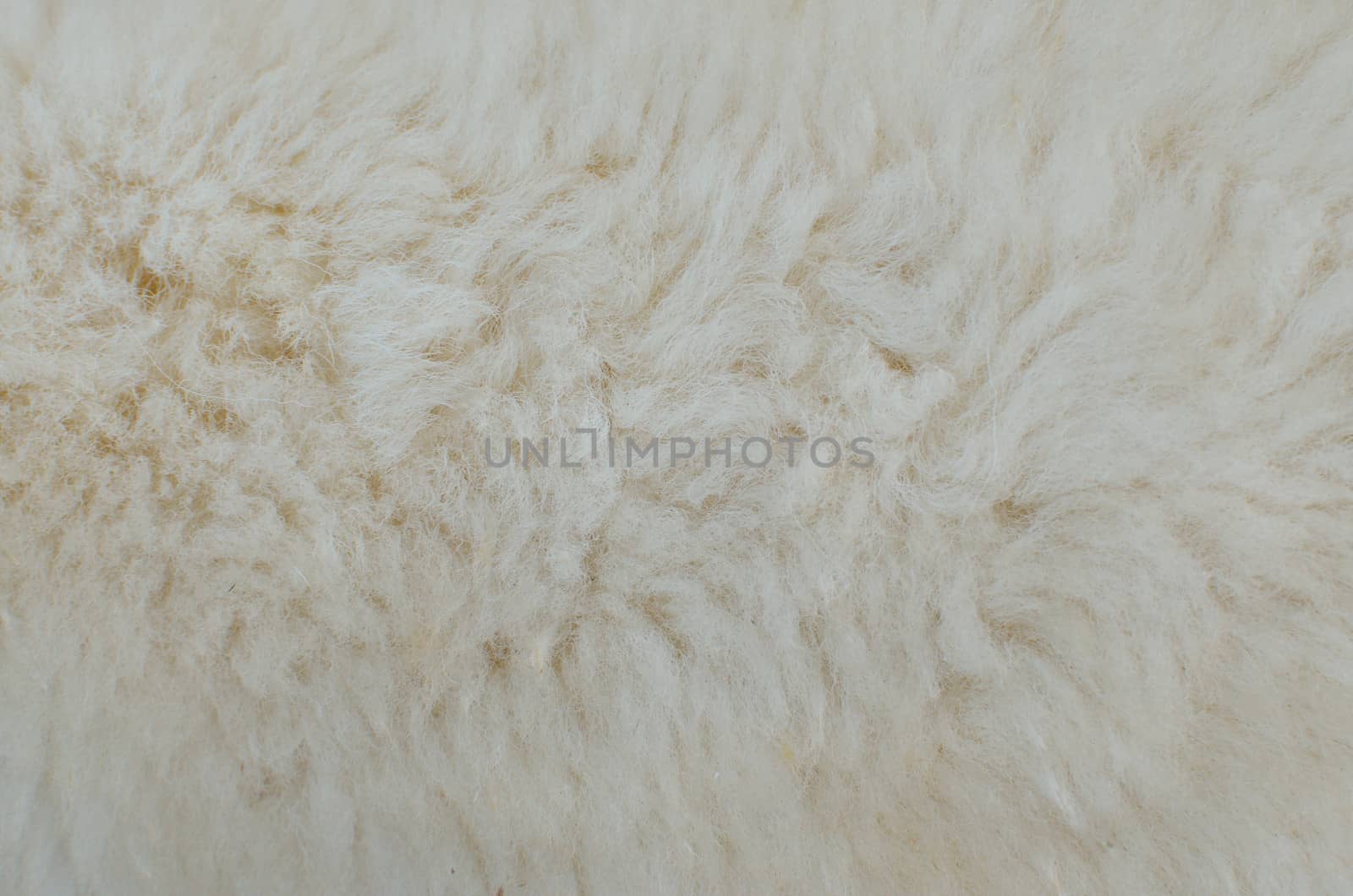 wool sheep background