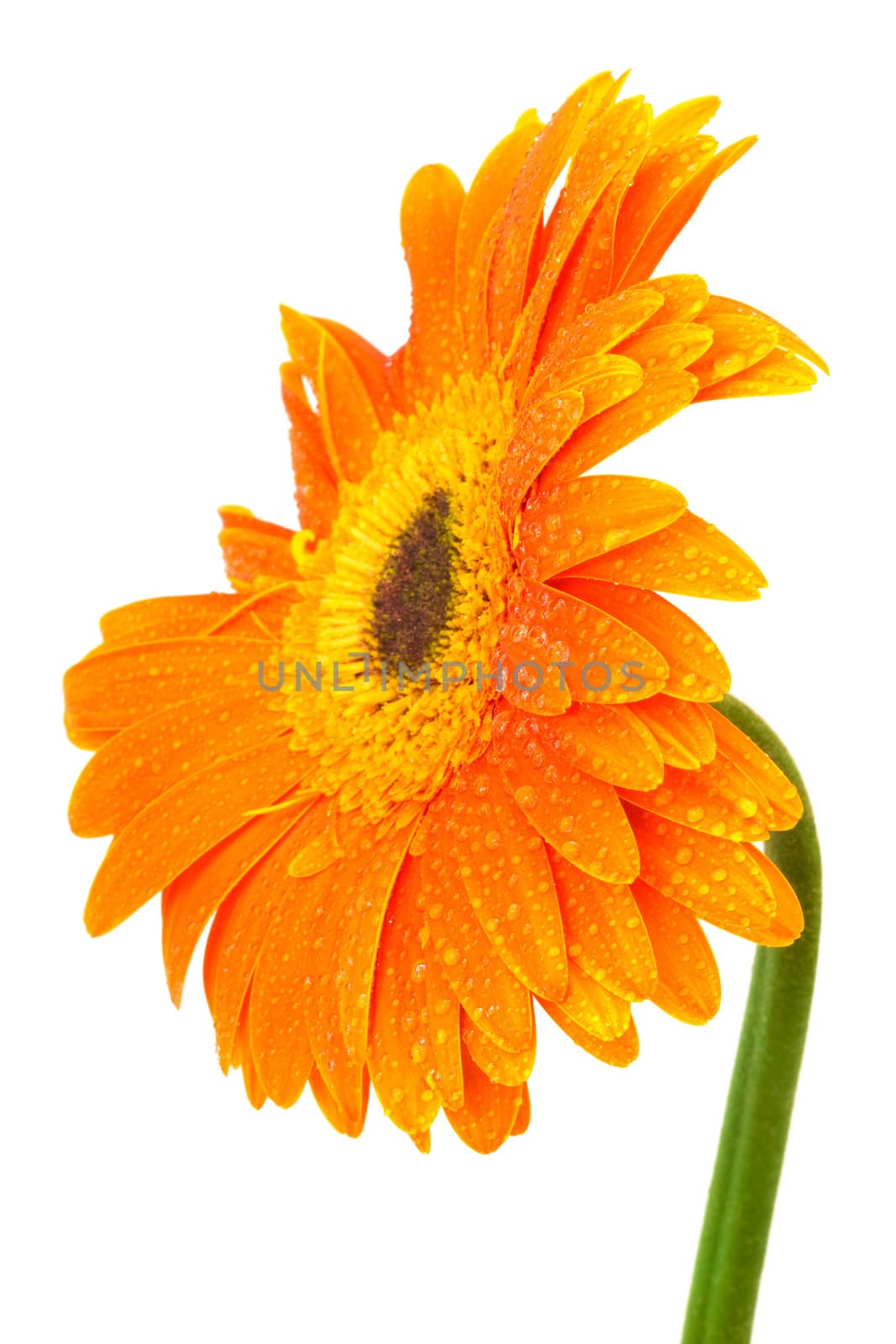 Beautiful orange gerber on a white background