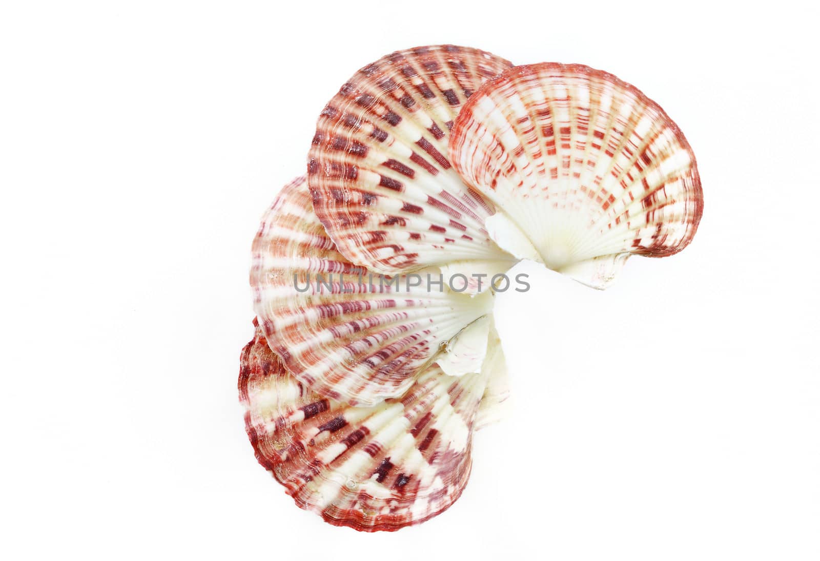 sea shells isolated on white background