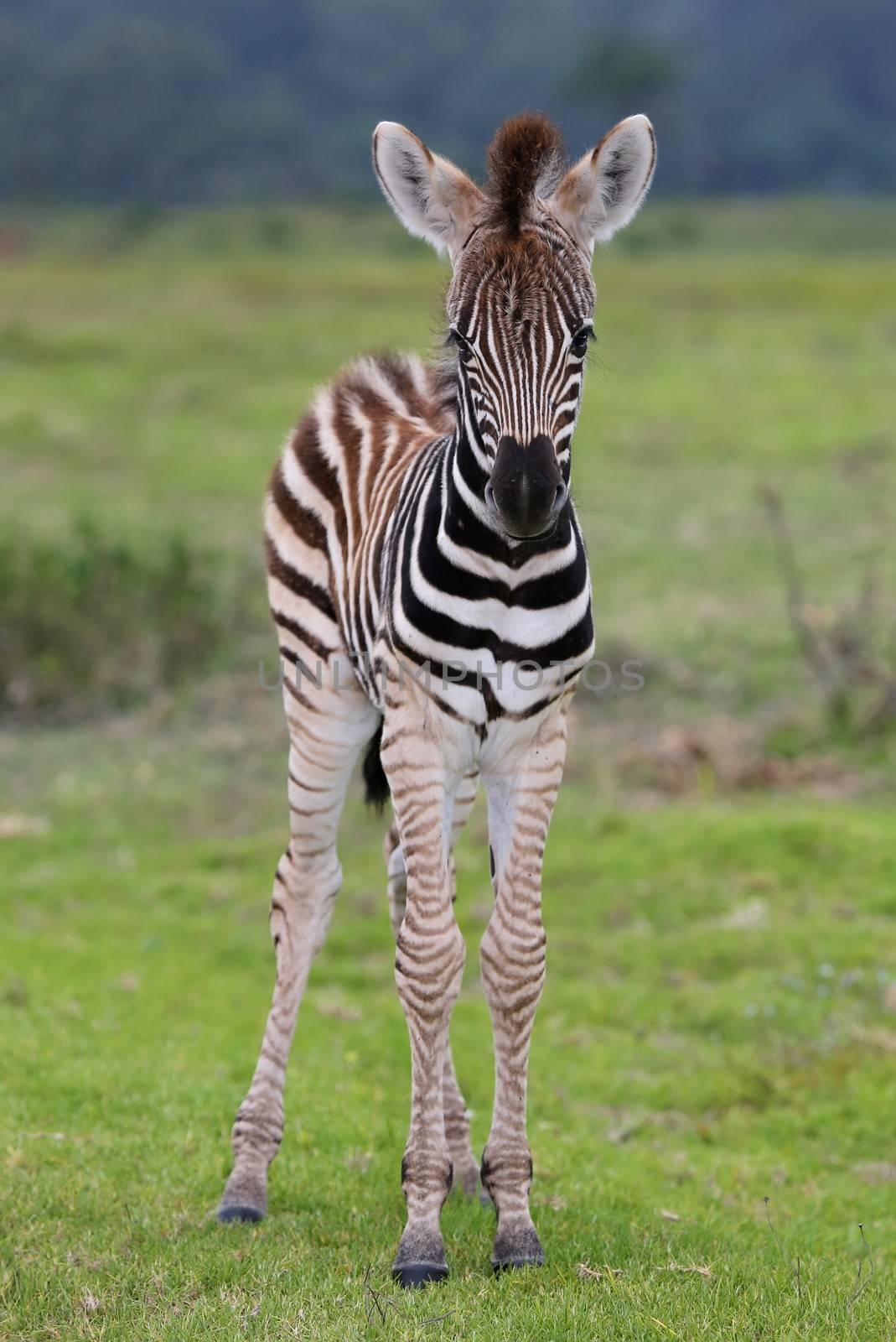 Cute small baby Plains zebra from Africa
