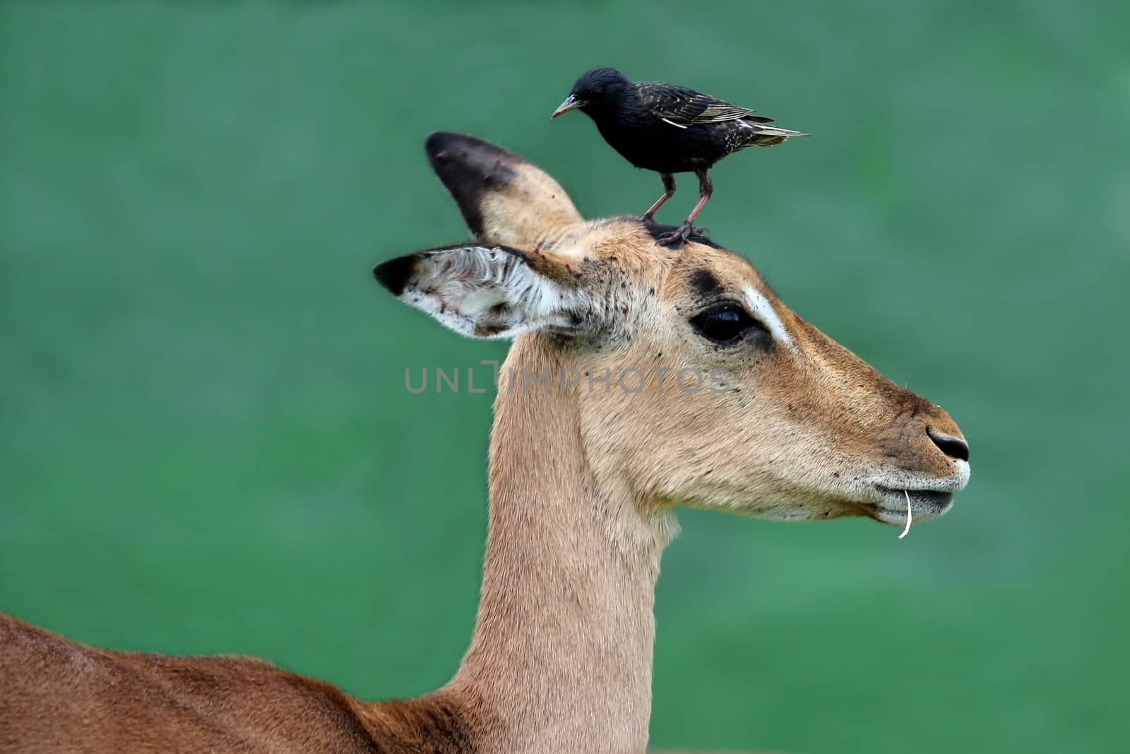 Impala antelope with a Starling bird on it's head