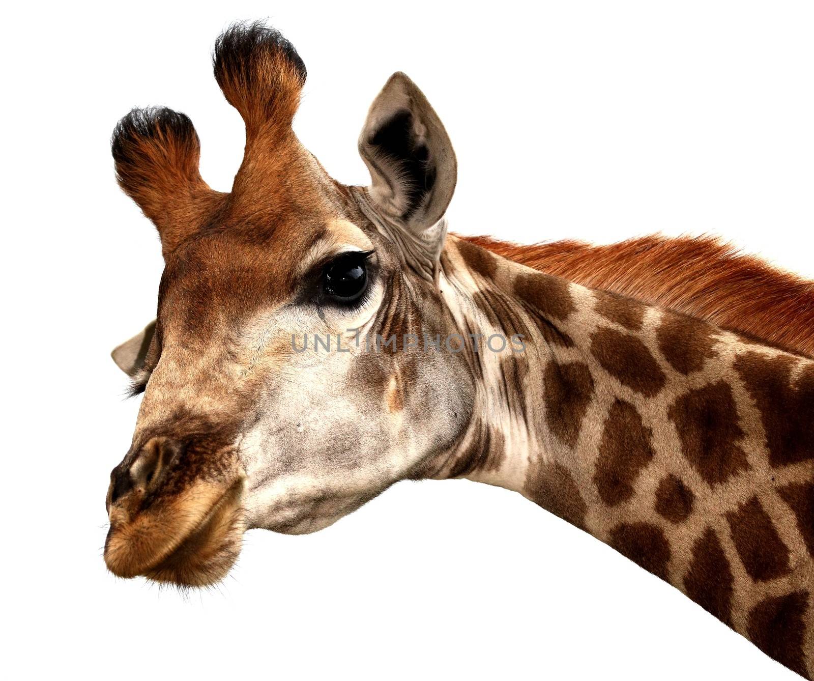 Funny Giraffe Portrait by fouroaks