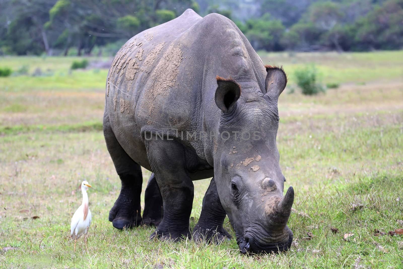 Endangered White Rhino grazing on grass with an Egret following