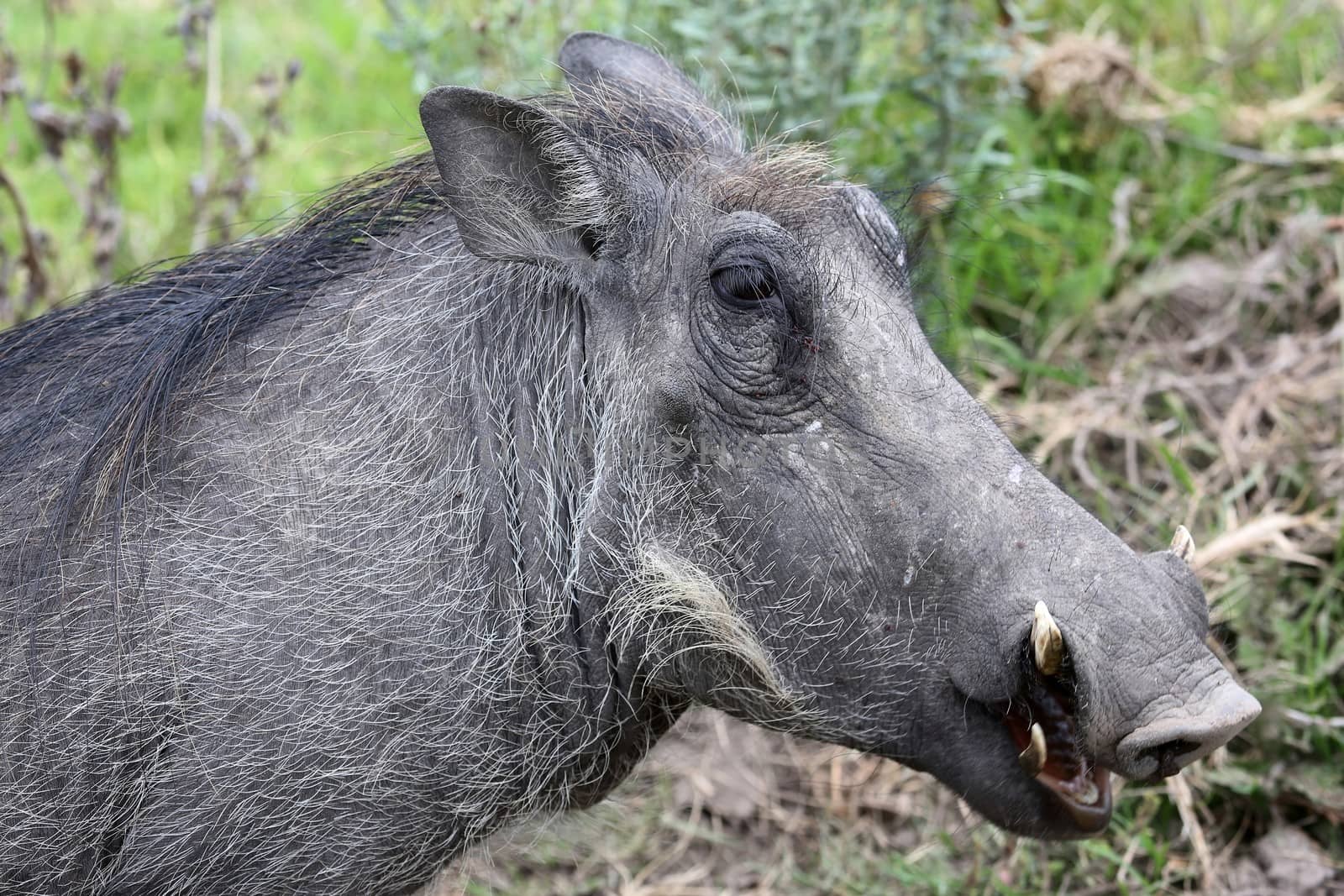 Portrait of a Warthog with sharp tusks