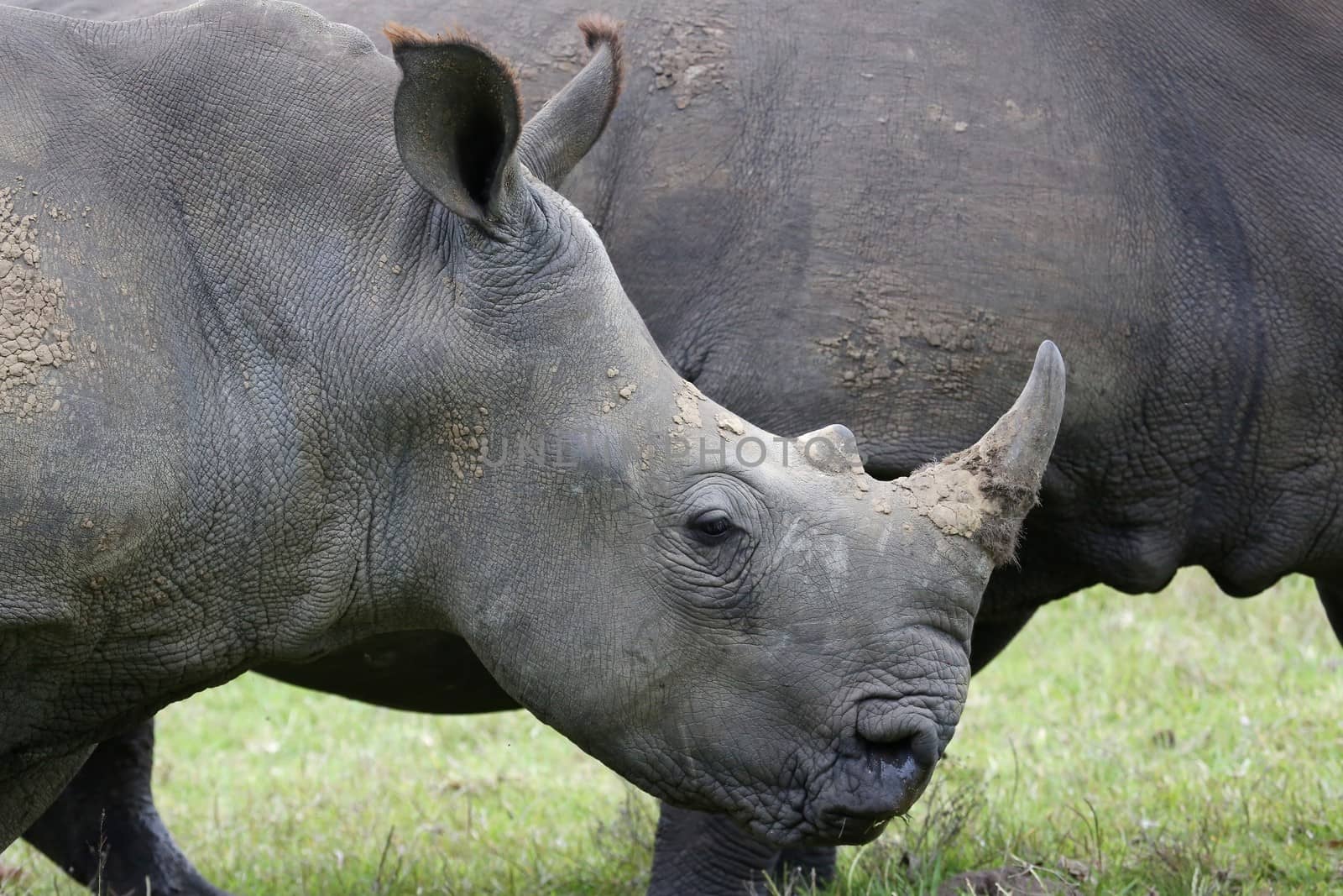 Endangered White Rhino grazing on green grass 