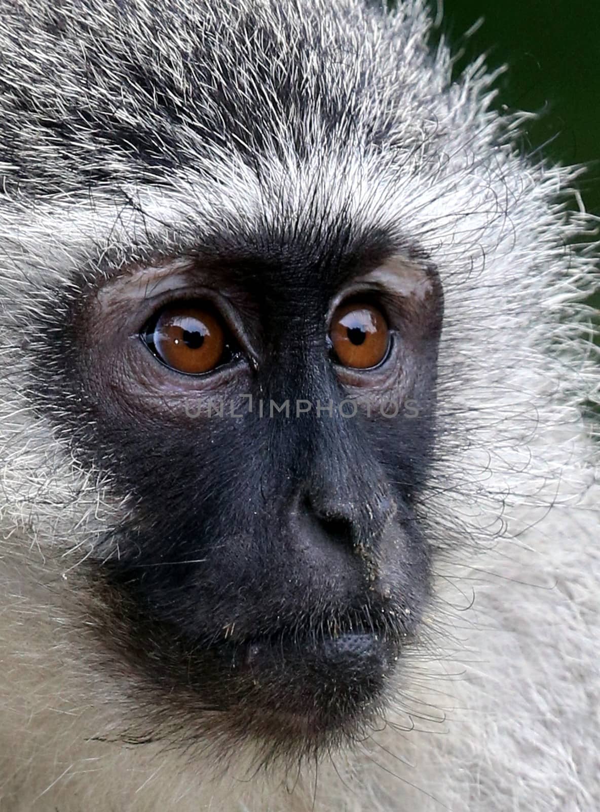 Portrait of a Vervet monkey from Africa