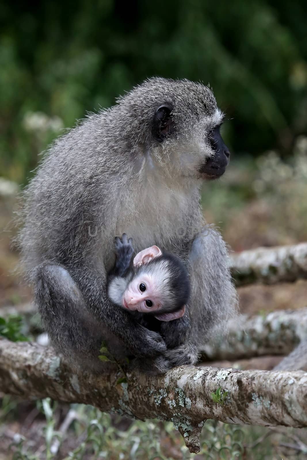 Baby vervet monkey clinging to it's mother