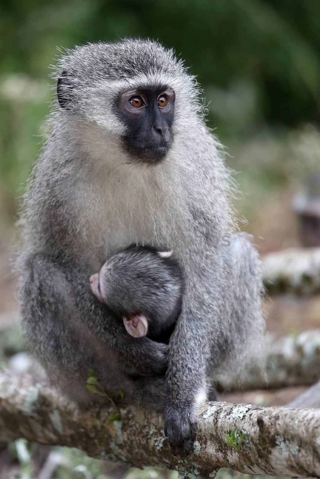 Baby vervet monkey clinging to it's mother