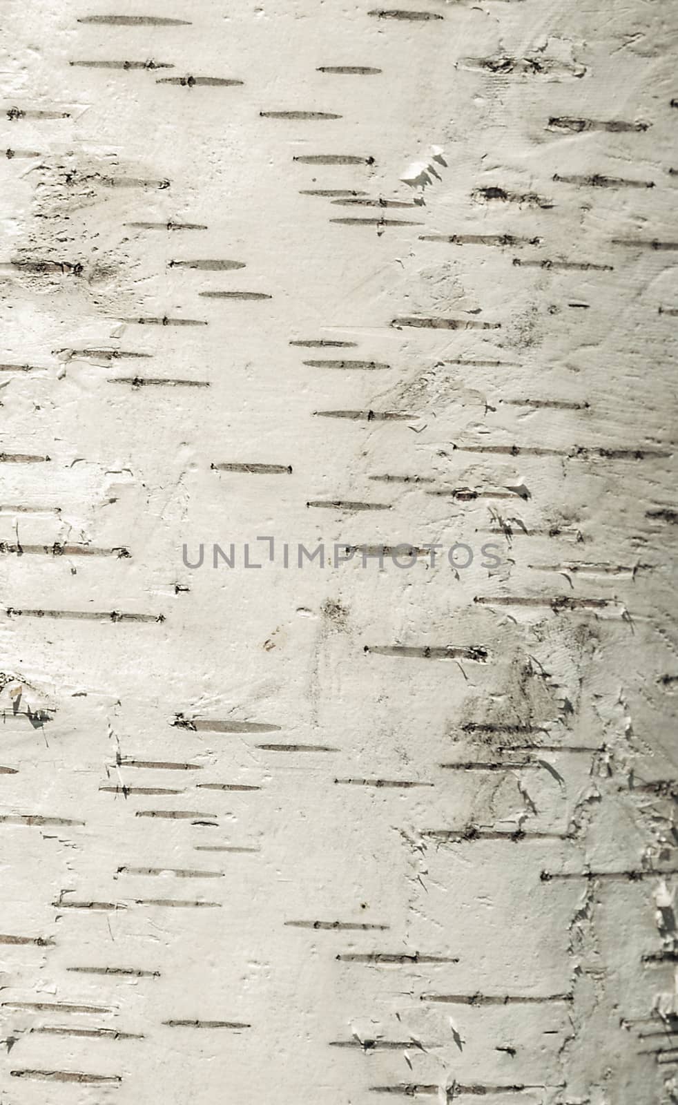 Background of the cortex tree birch wood