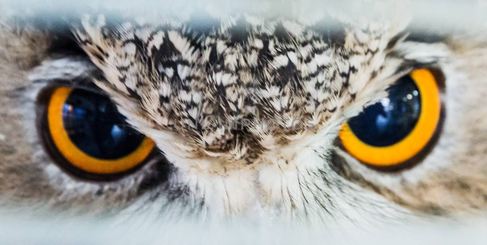 look owl eagle very close up detail face