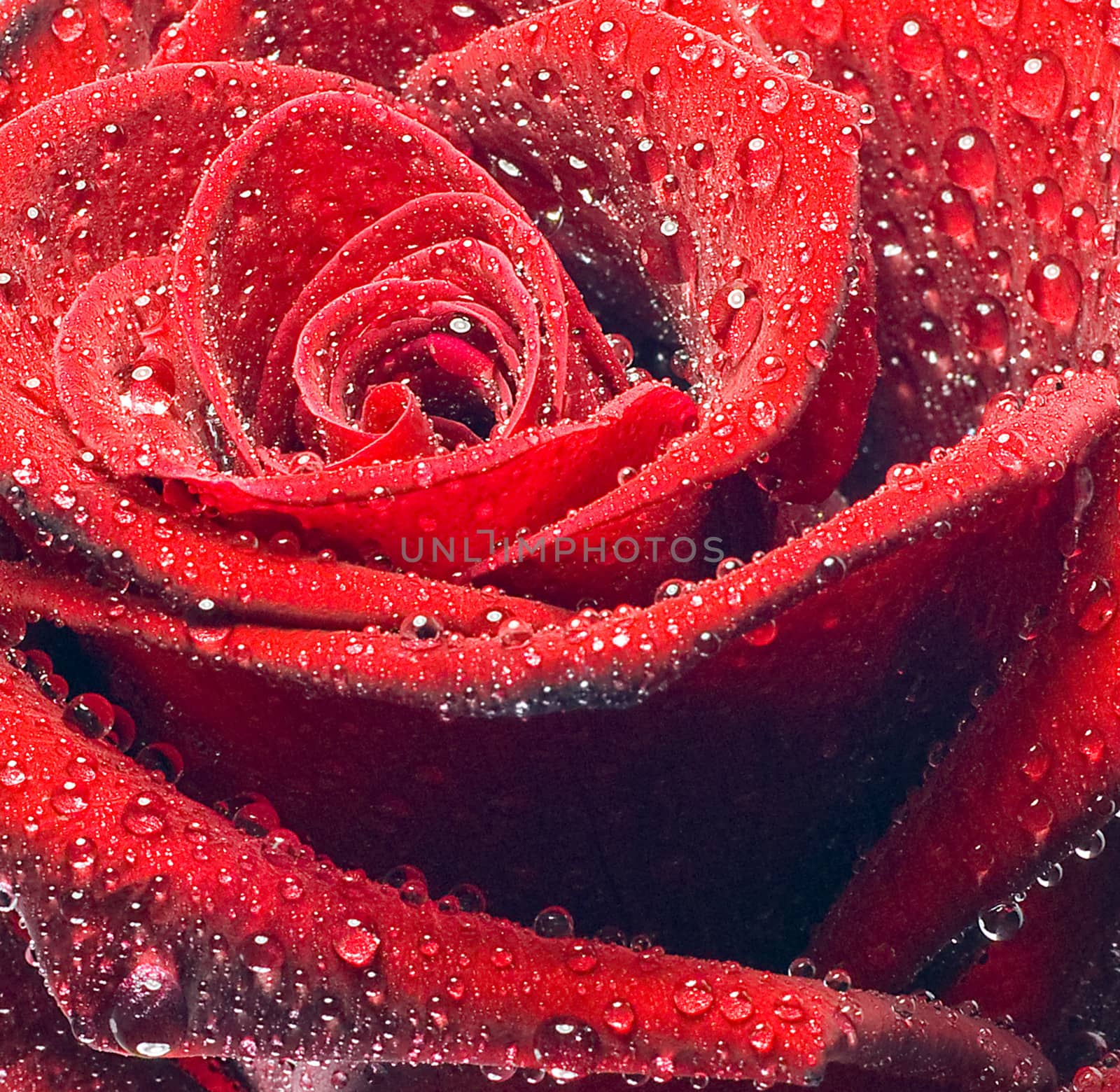 Red roses dew close up background