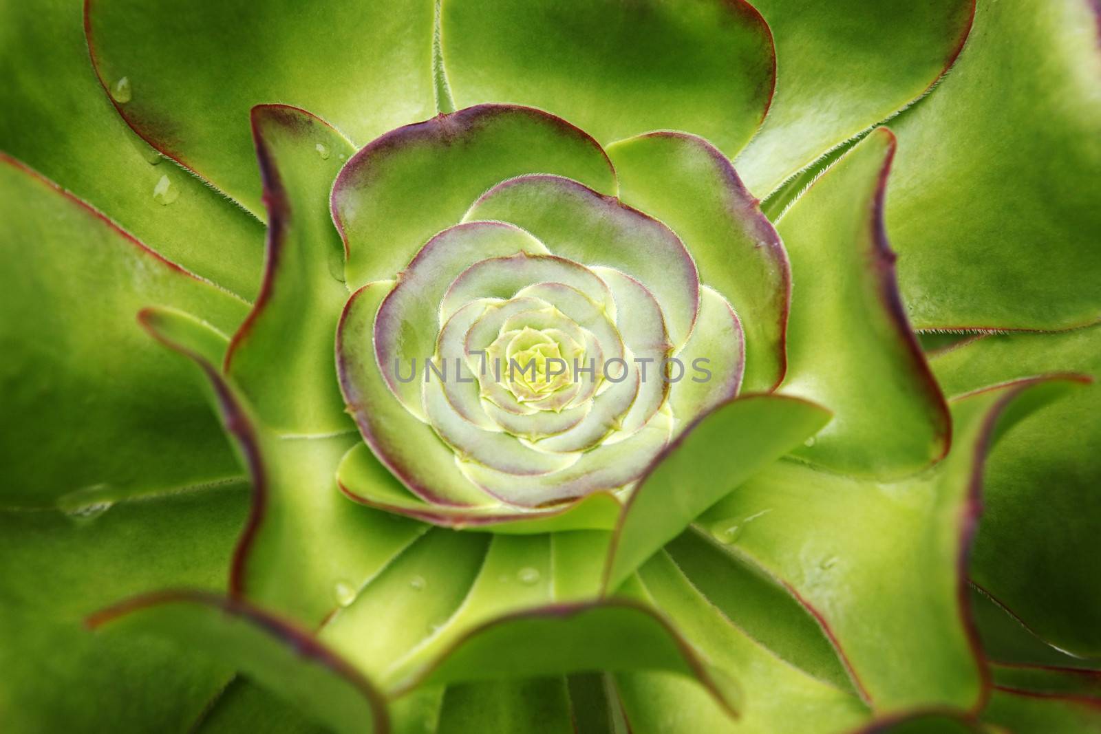 Sempervivum - Hens and Chicks - Sempervivum soboliferum