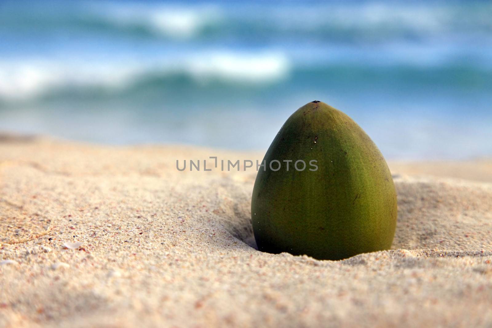 Green coconut on sea background
