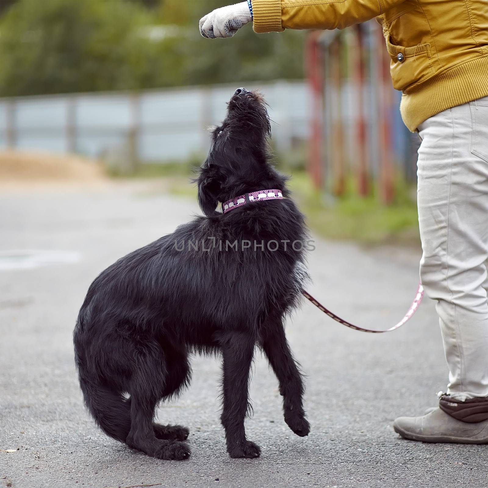 Black not purebred dog. Not purebred dog. Doggie on walk. The large not purebred mongrel.