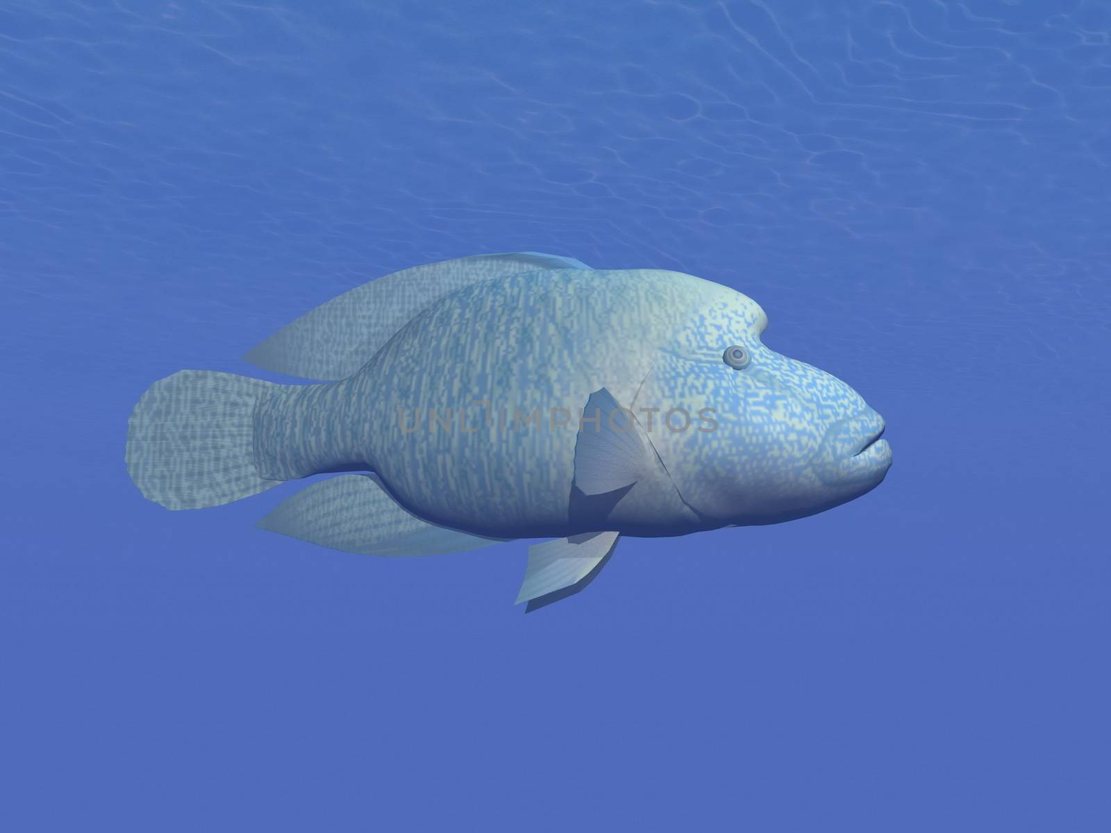 One napoleon fish in deep blue underwater