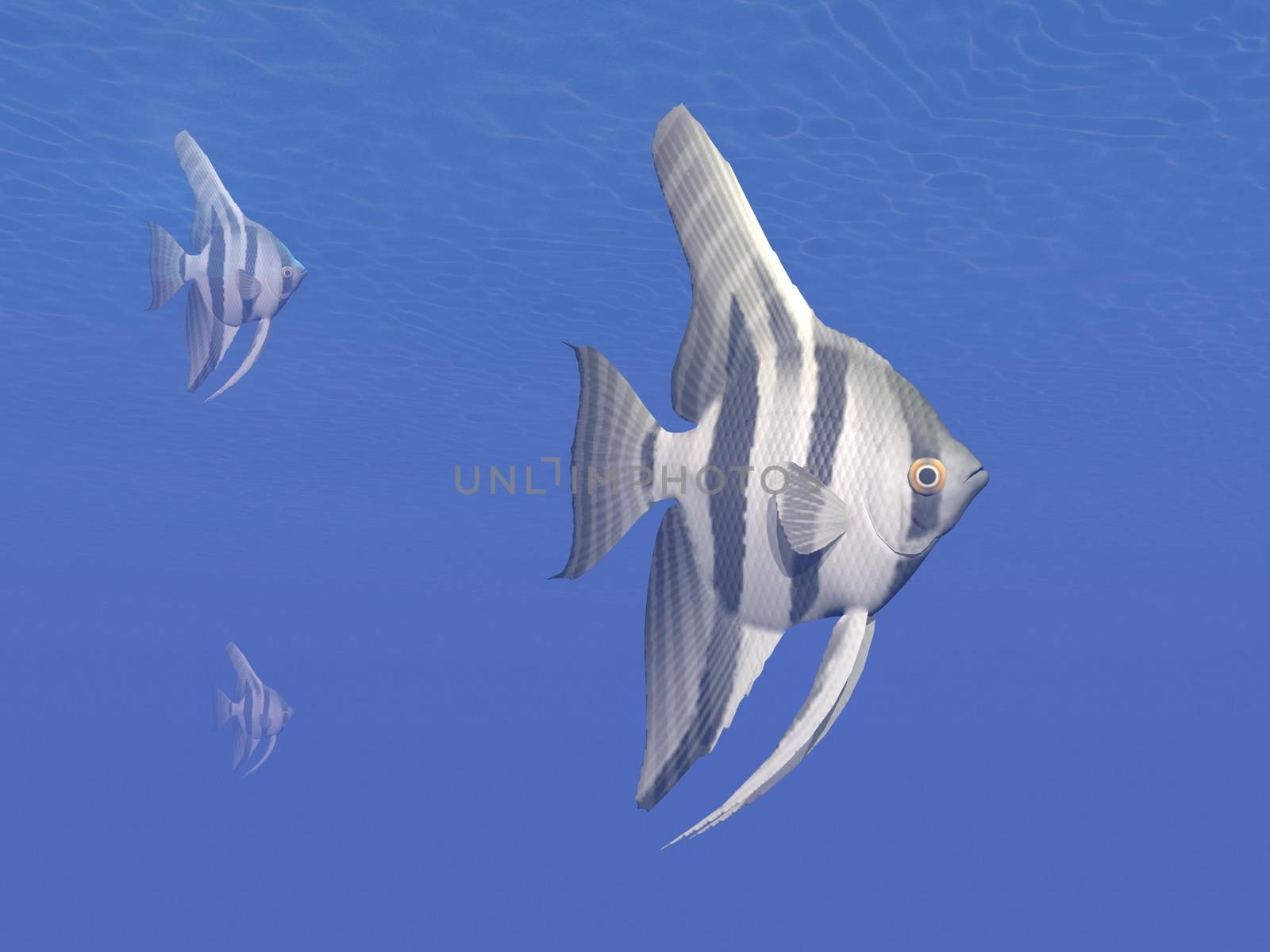 Angelfishes underwater - 3D render by Elenaphotos21