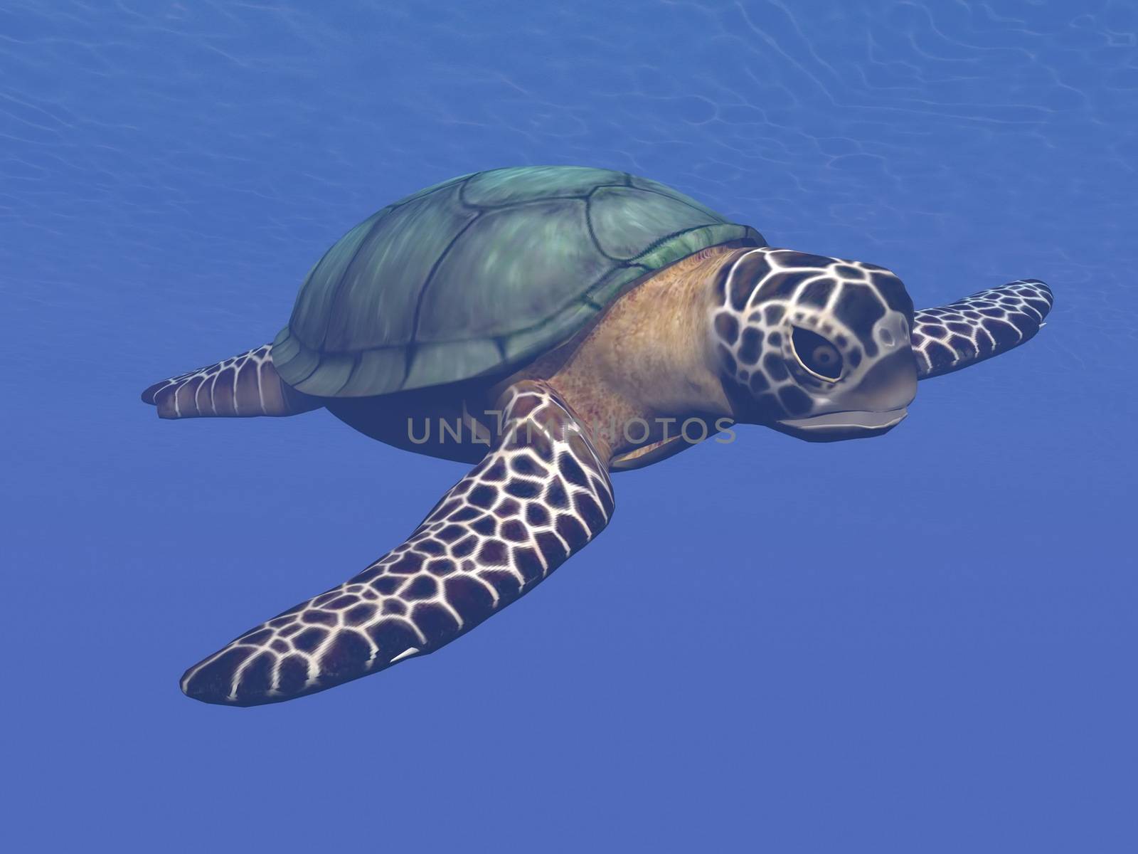 One sea turtle swimming into deep blue water