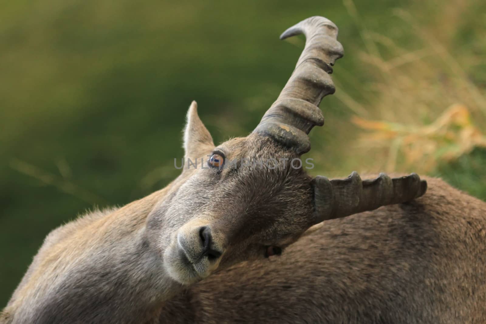 Male alpine ibex (capra ibex) or steinbock scratching in Alps mountain, France