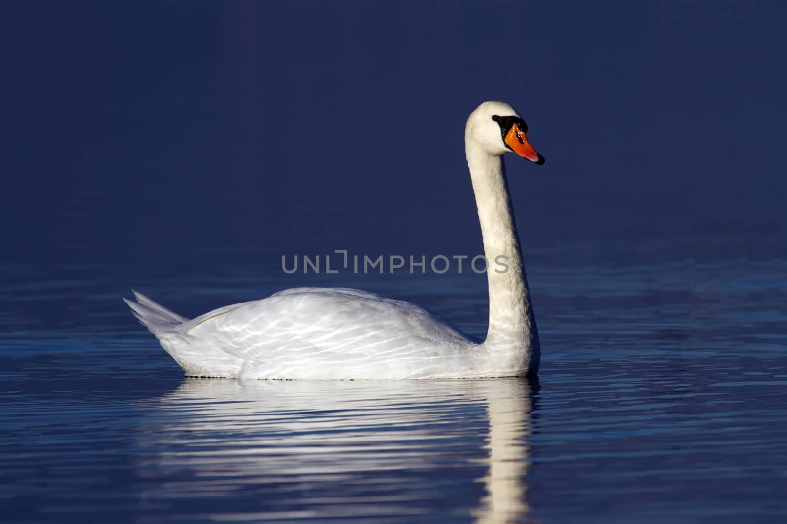 One mute swan floating quietly on blue water
