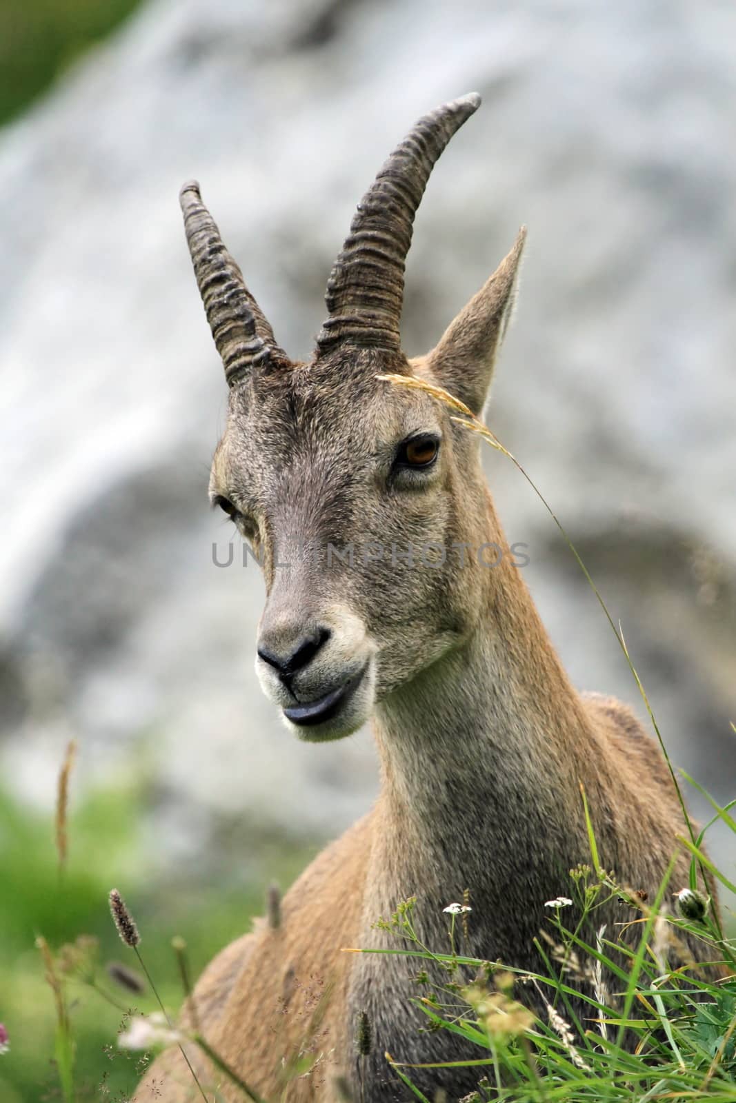 Female wild alpine ibex (capra ibex) or steinbock portrait in Alps mountain, France