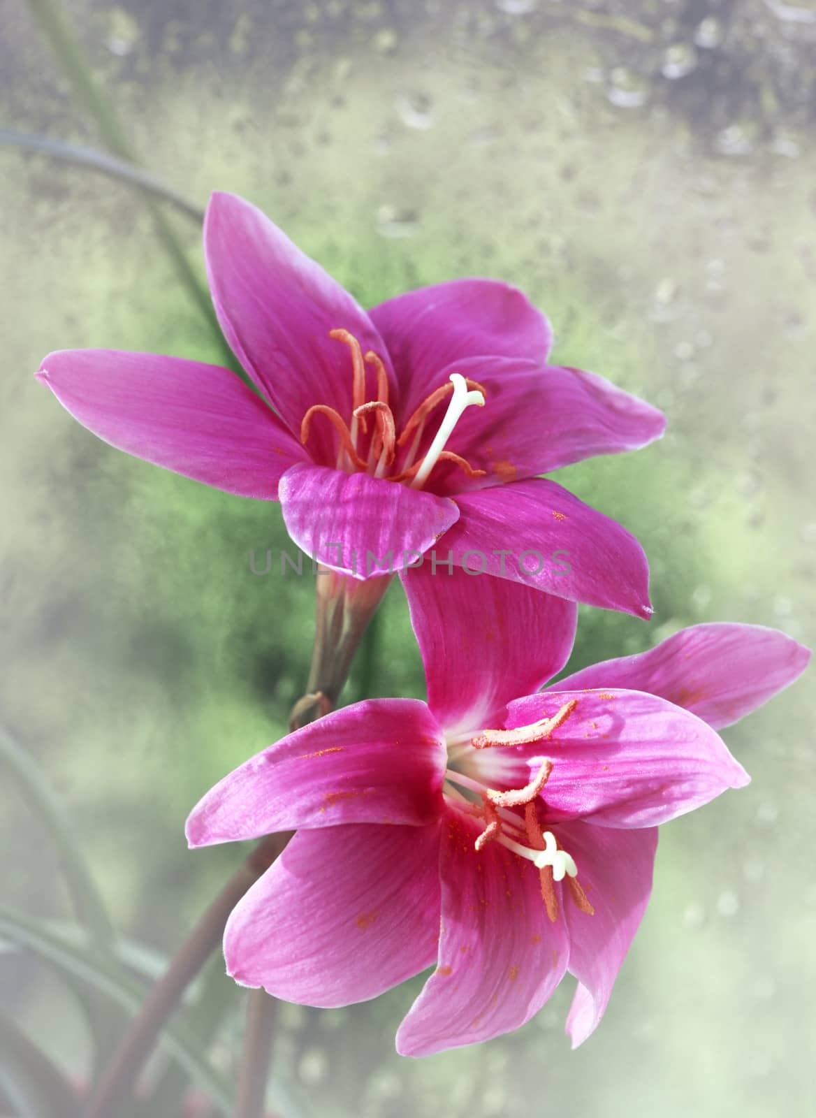 Pink flowers with drops on a dim background