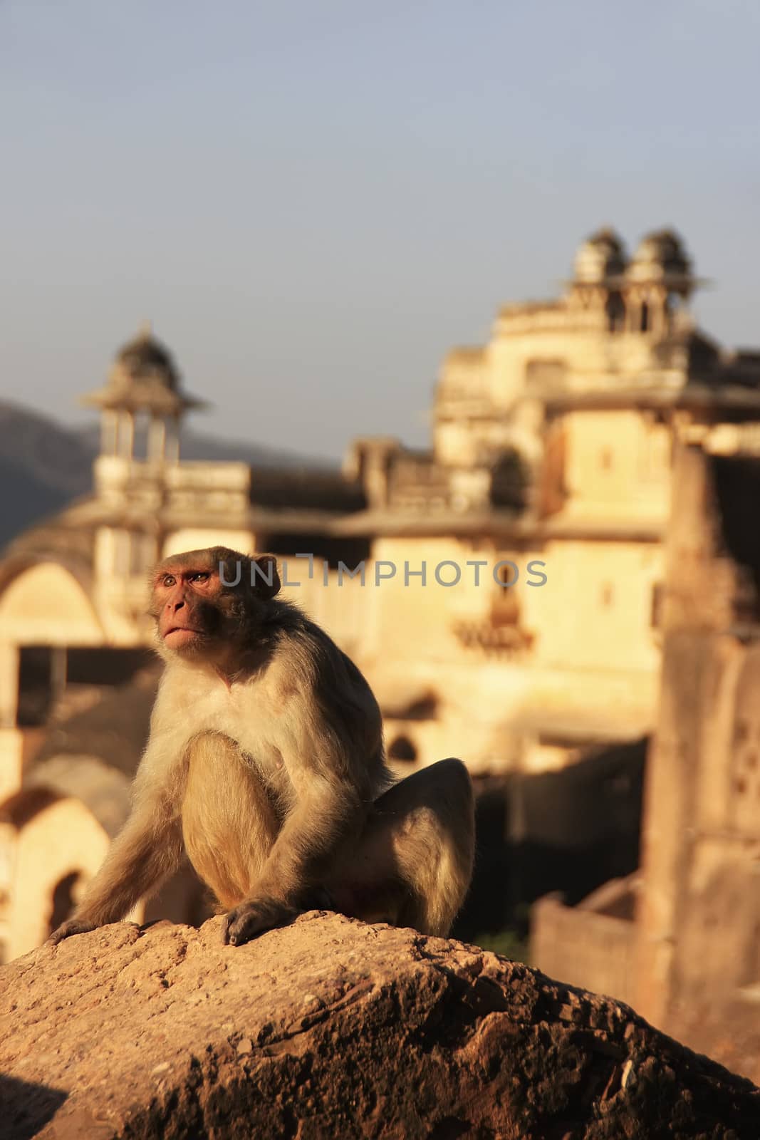 Rhesus macaque sitting at Taragarh Fort, Bundi,  India by donya_nedomam