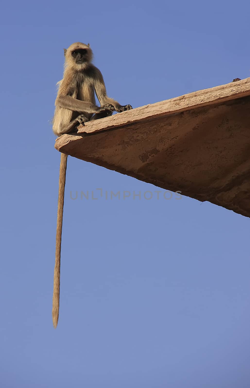 Gray langur sitting at Taragarh fort, Bundi, India by donya_nedomam