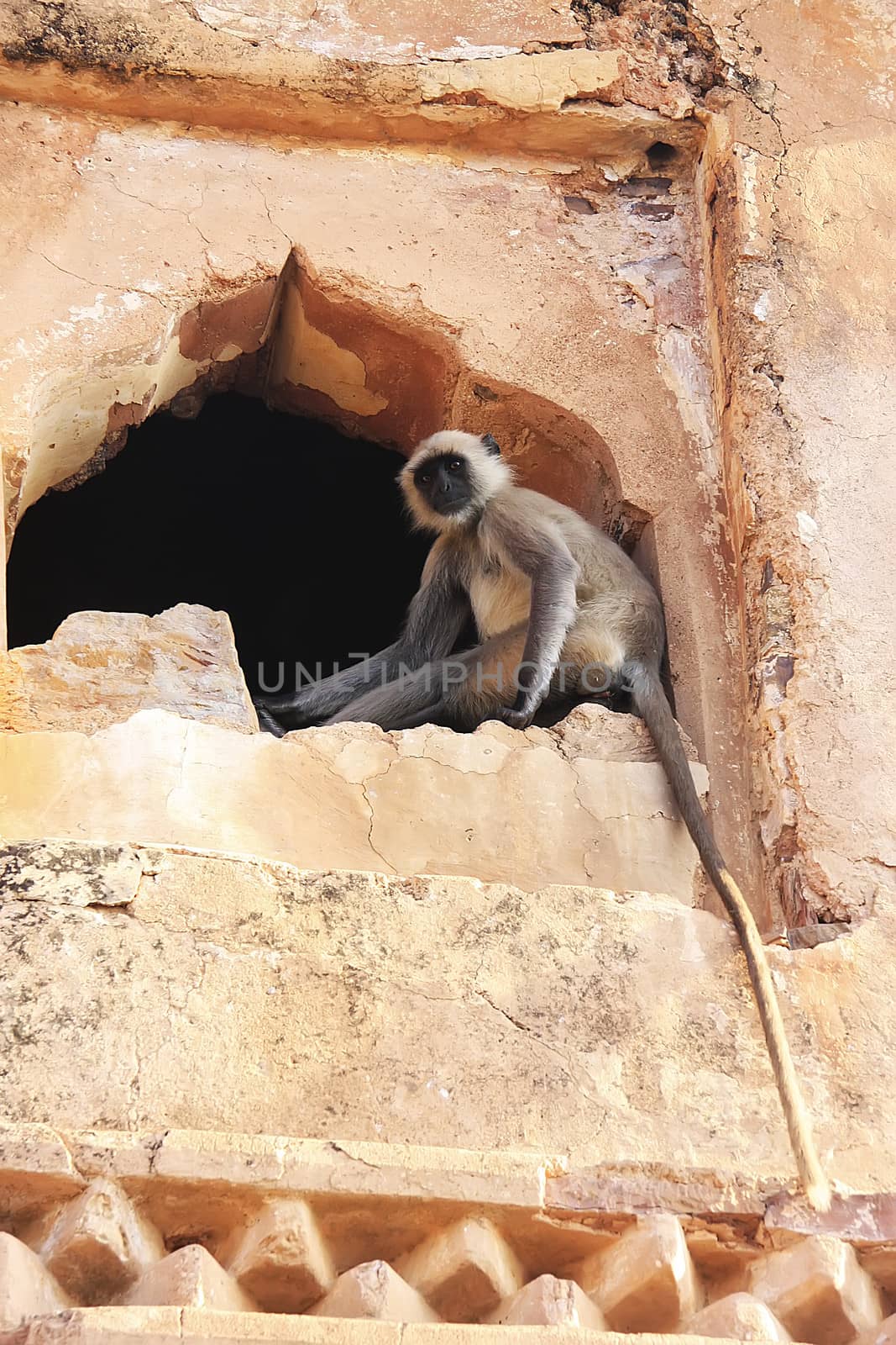 Gray langur playing at Taragarh fort, Bundi, Rajasthan, India