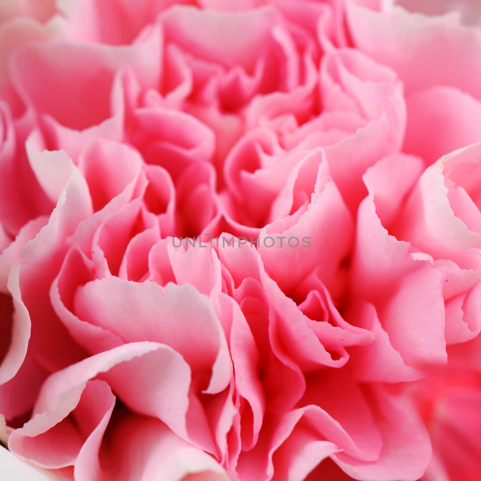 Pink Carnation by antpkr