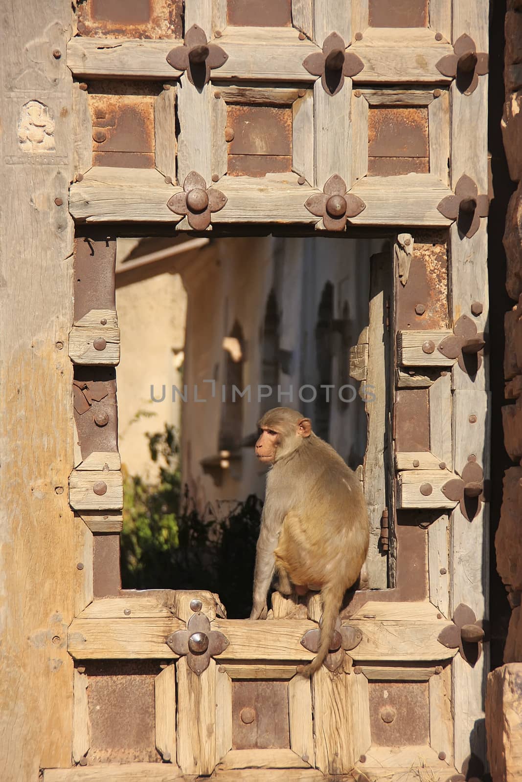 Rhesus macaque (Macaca mulatta) sitting on gate of Taragarh Fort, Bundi, Rajasthan, India 