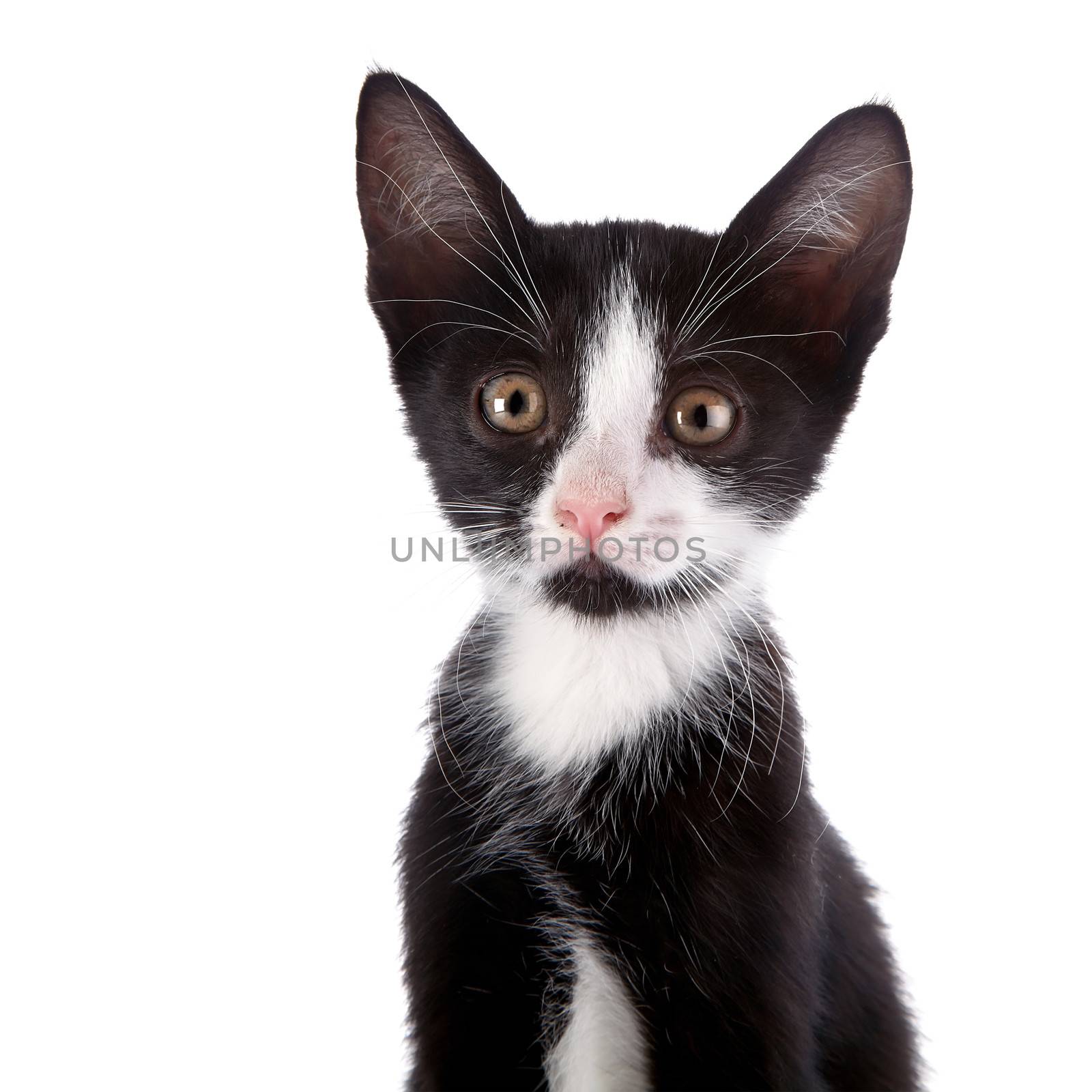Portrait of a black and white small kitten. by Azaliya
