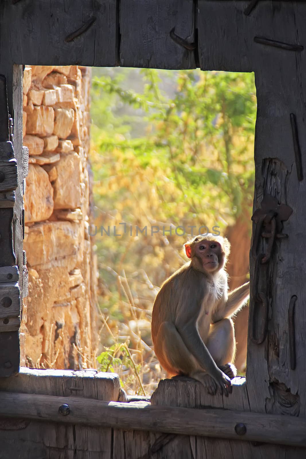 Rhesus macaque sitting on gate of Taragarh Fort, Bundi, India by donya_nedomam