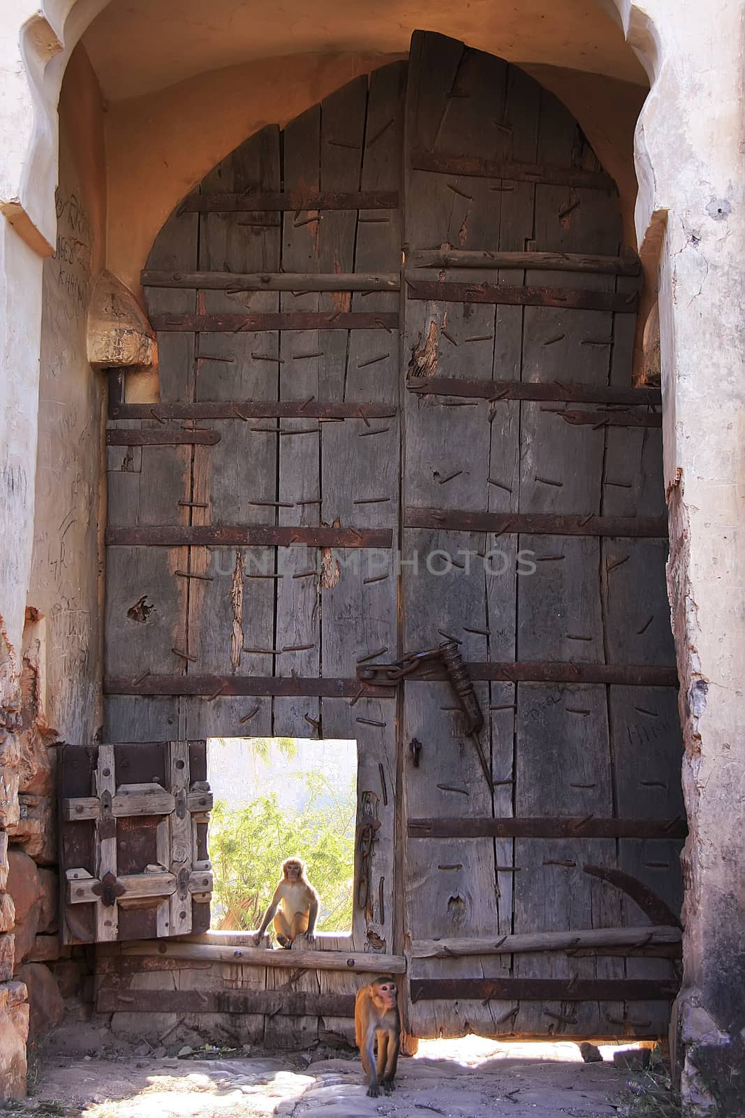 Rhesus macaques (Macaca mulatta) playing at the gate of Taragarh Fort, Bundi, Rajasthan, India 