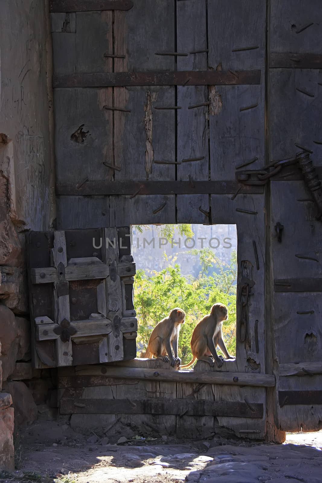 Rhesus macaques (Macaca mulatta) playing at the gate of Taragarh Fort, Bundi, Rajasthan, India 