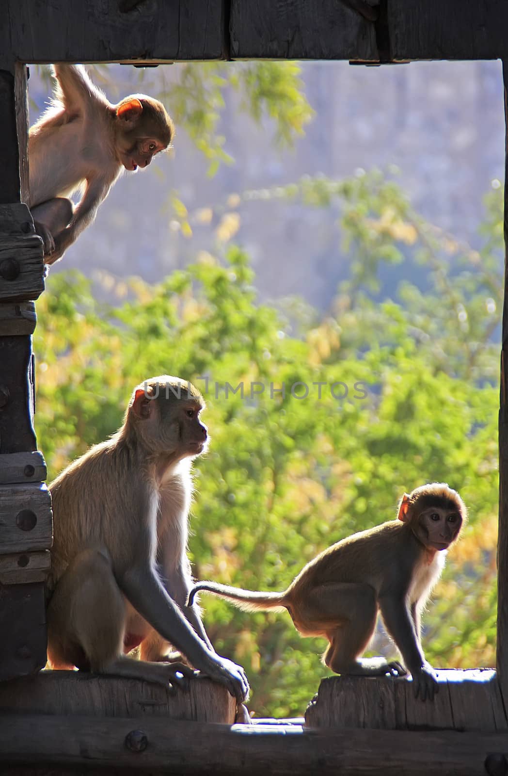 Rhesus macaques playing at the gate of Taragarh Fort, Bundi, Ind by donya_nedomam