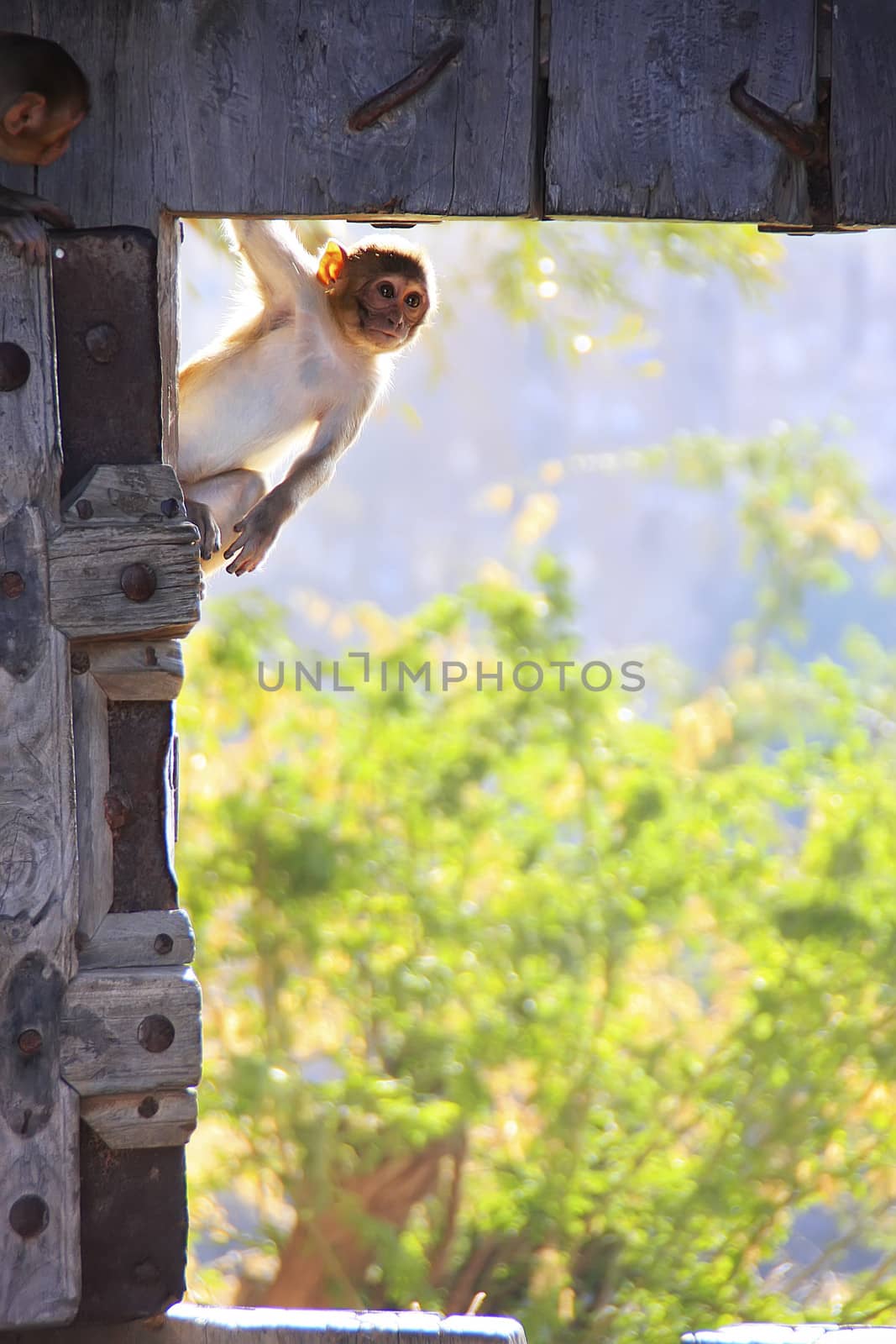 Rhesus macaque playing at the gate of Taragarh Fort, Bundi, Indi by donya_nedomam