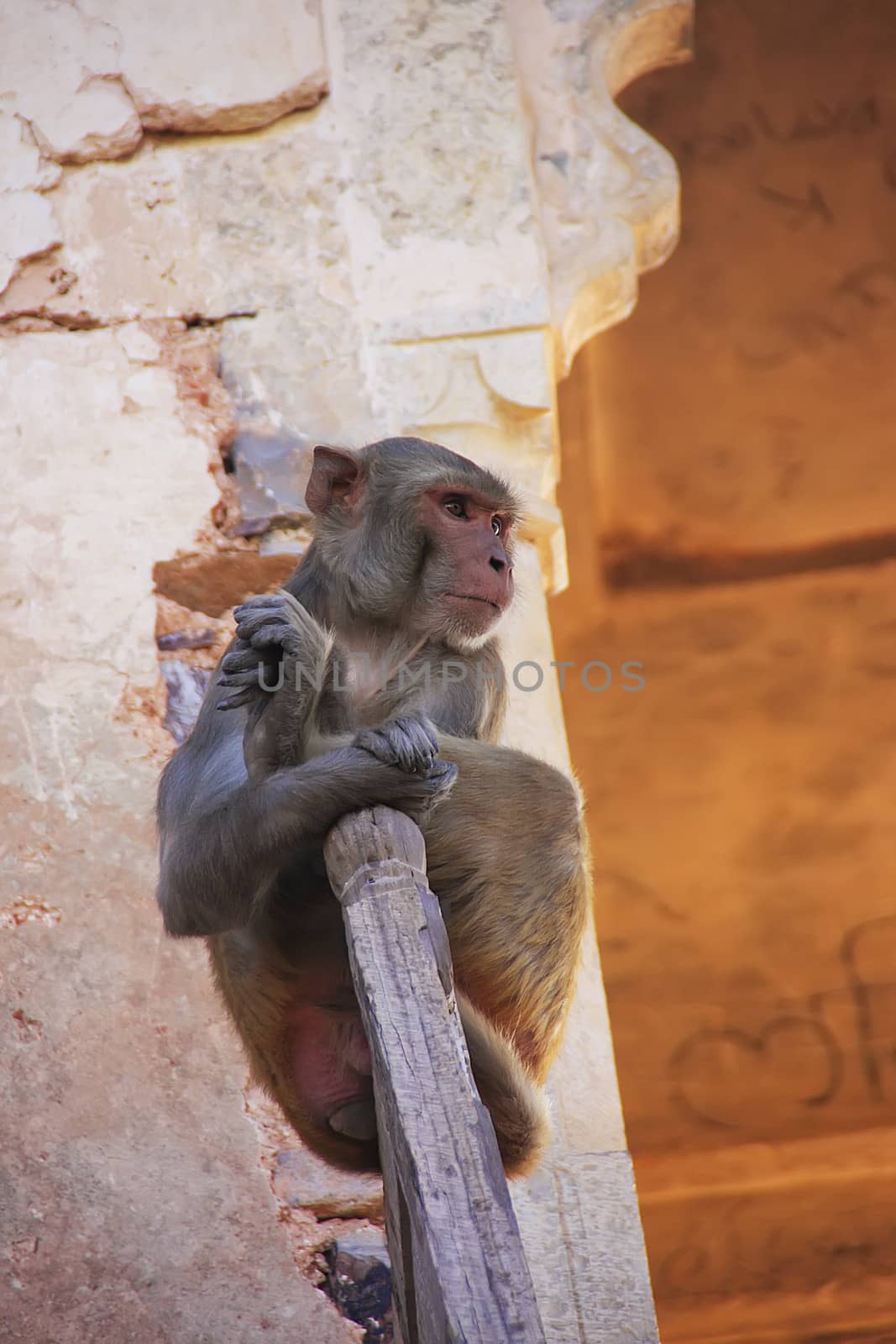 Rhesus macaque playing at Taragarh Fort, Bundi, India  by donya_nedomam