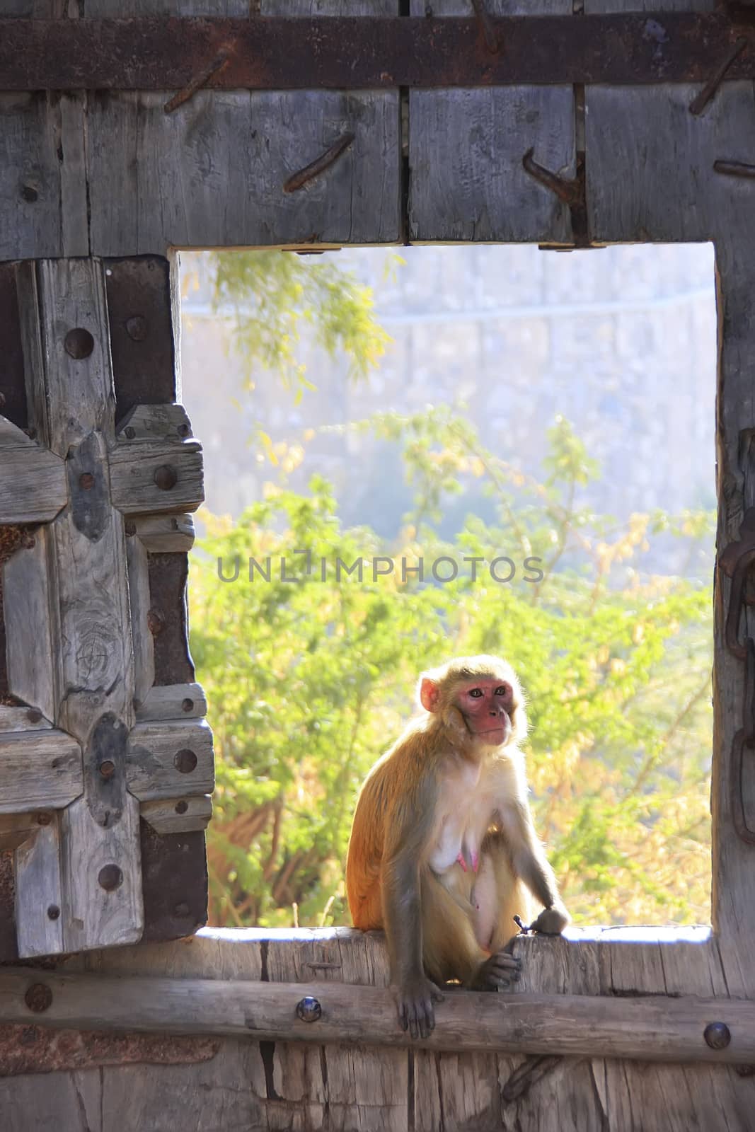 Rhesus macaque sitting on gate of Taragarh Fort, Bundi, India by donya_nedomam