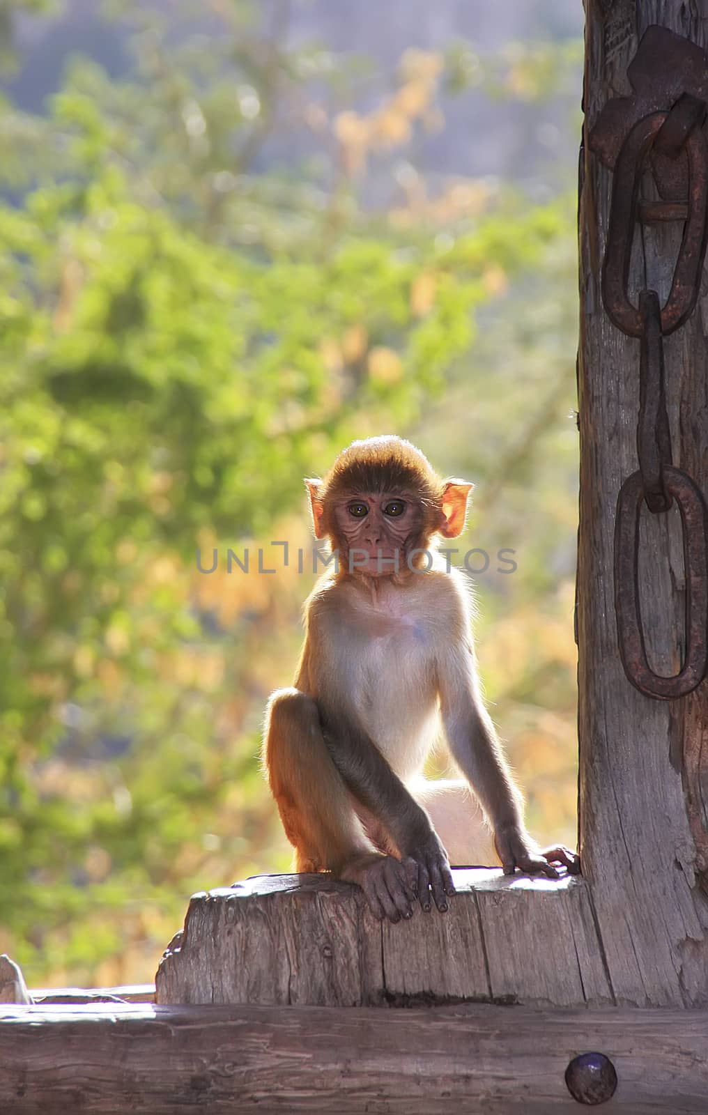 Rhesus macaque (Macaca mulatta) sitting on gate of Taragarh Fort, Bundi, Rajasthan, India 