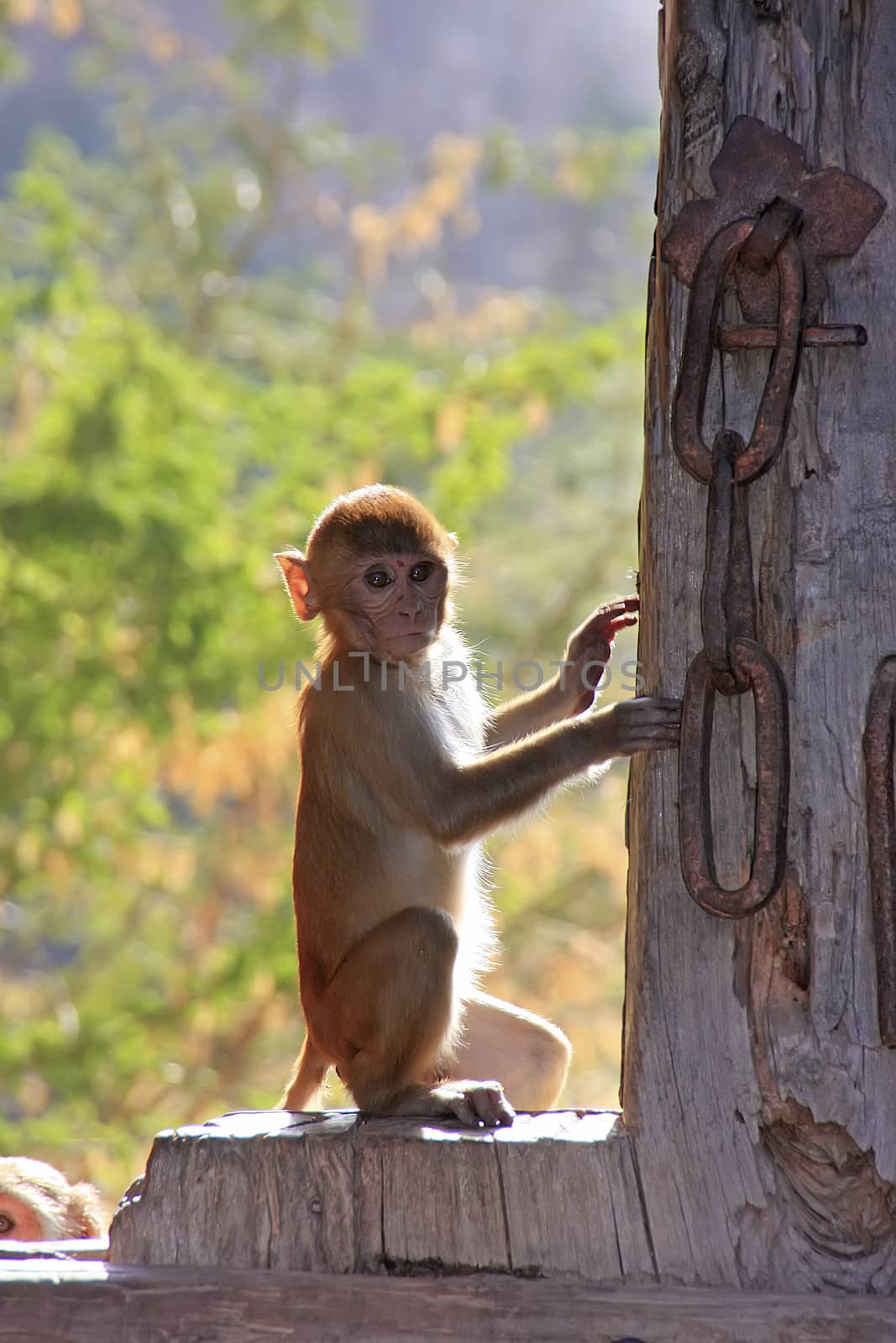 Rhesus macaque sitting on gate of Taragarh Fort, Bundi, India by donya_nedomam