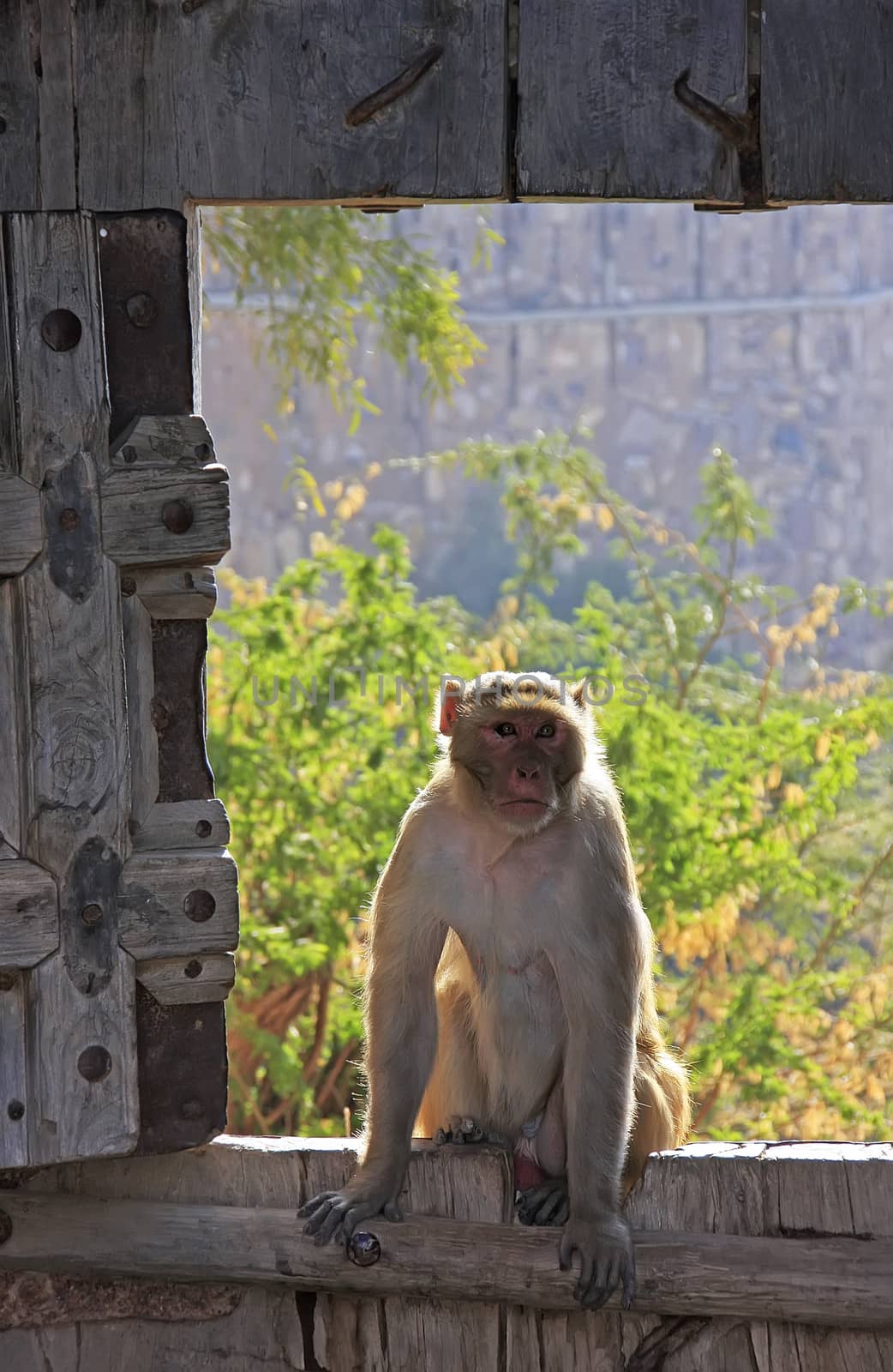 Rhesus macaque (Macaca mulatta) sitting on gate of Taragarh Fort, Bundi, Rajasthan, India 